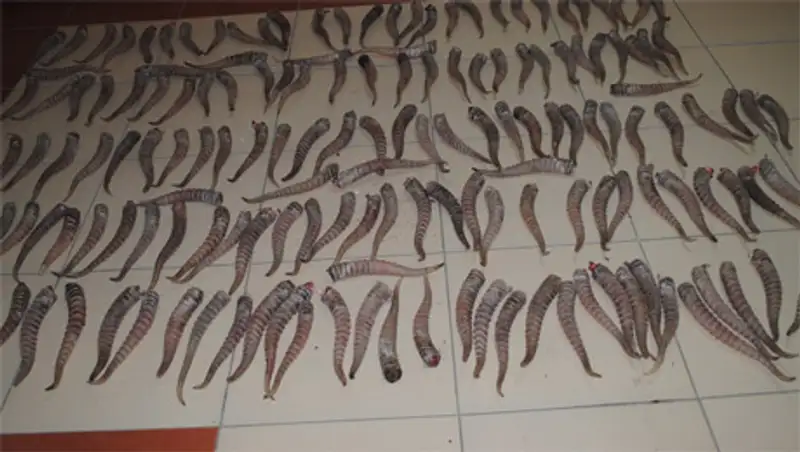 У проводника поезда «Атырау-Алматы» изъяли сайгачьи рога в количестве 164 штук