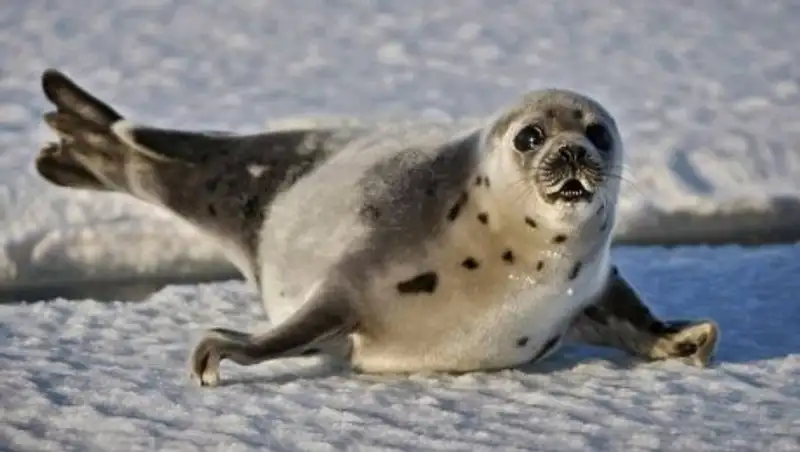 МСХ РК начало расследование по фактам гибели тюленей в Мангистауской области