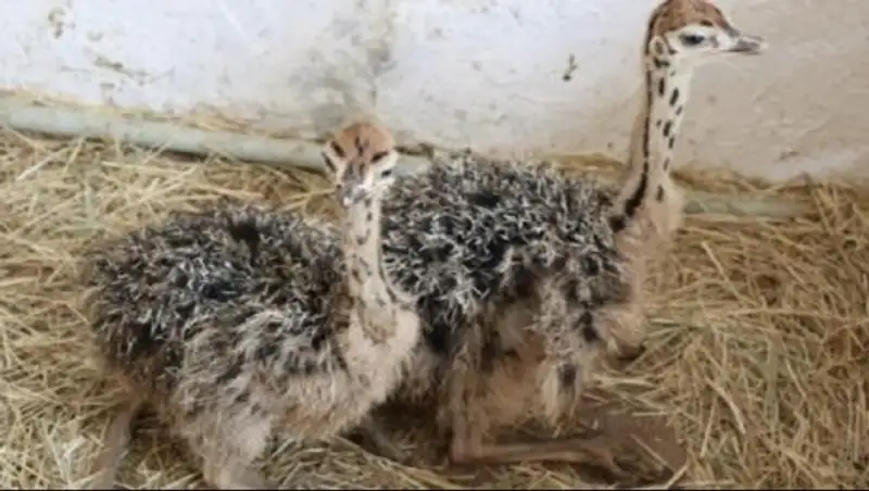 Страусята впервые вылупились в зоопарке Шымкента