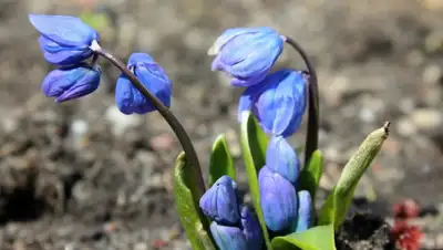 pixabay, фото - Новости Zakon.kz от 28.02.2020 16:39