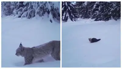 фотоловушка в заповеднике, фото - Новости Zakon.kz от 16.02.2022 10:49