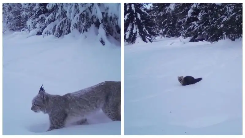 Рысь и соболь попали в кадр фотоловушки в заповеднике ВКО