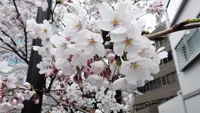 Zakon.kz, фото - Новости Zakon.kz от 19.03.2016 21:17