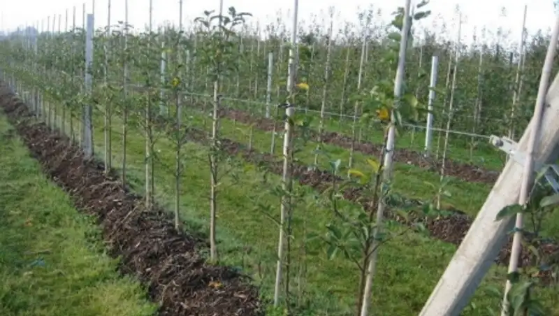 Жамбыл облысында &#1199;демелі ба&#1179;тарды &#1257;сіру ж&#1201;мыстары &#1179;ол&#1171;а алынуда