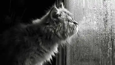 Zakon.kz, фото - Новости Zakon.kz от 18.10.2016 12:08