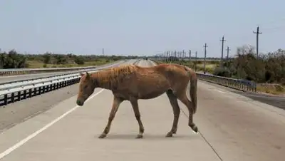 turantimes.kz, фото - Новости Zakon.kz от 04.06.2021 11:09