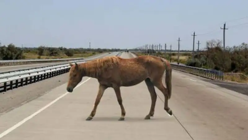 Районного акима наказали за гибель людей и лошадей на трассе