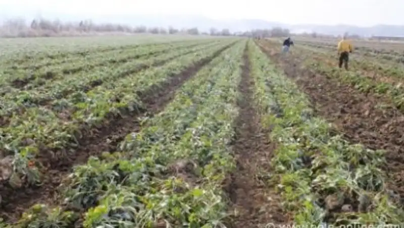 Cельское хозяйство Алматинской области делает упор на переработку