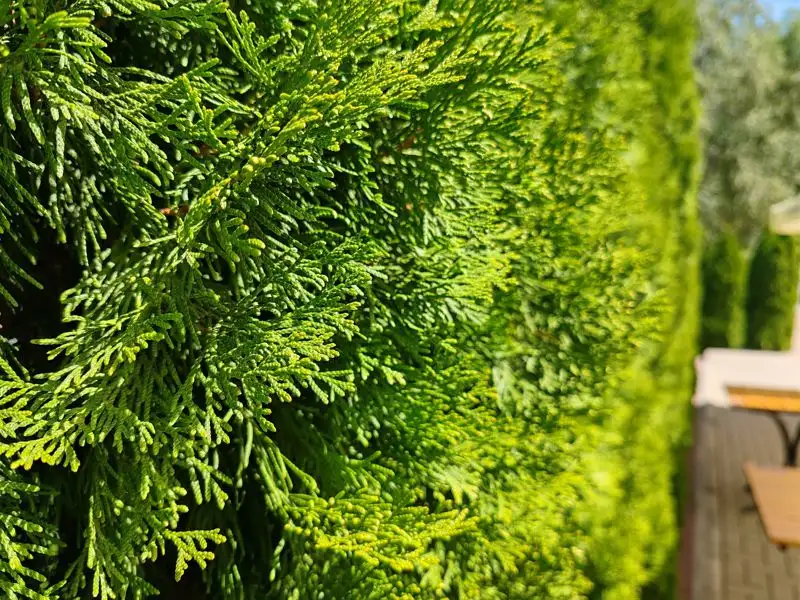 Honor 90, камера 200 Мп, фото - Новости Zakon.kz от 23.08.2023 19:00