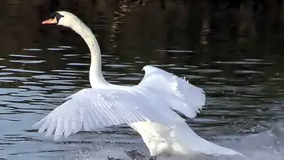 wikimedia, фото - Новости Zakon.kz от 25.10.2020 07:27