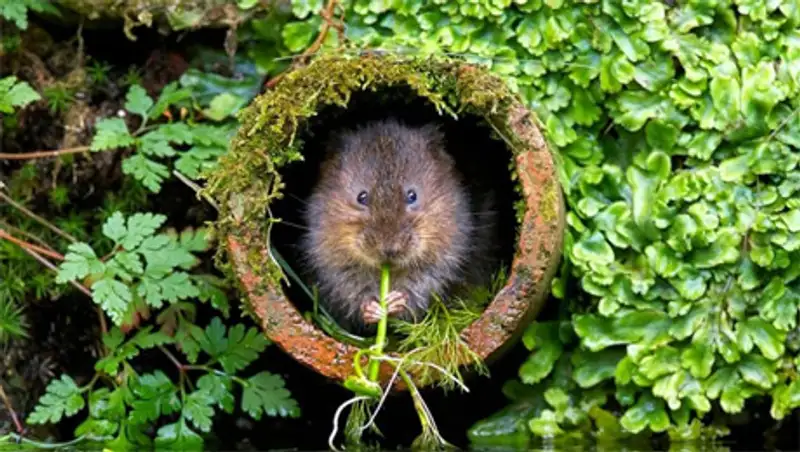 Лучшие фотографии National Geographic за май