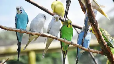 птицы, фото - Новости Zakon.kz от 03.03.2022 01:37