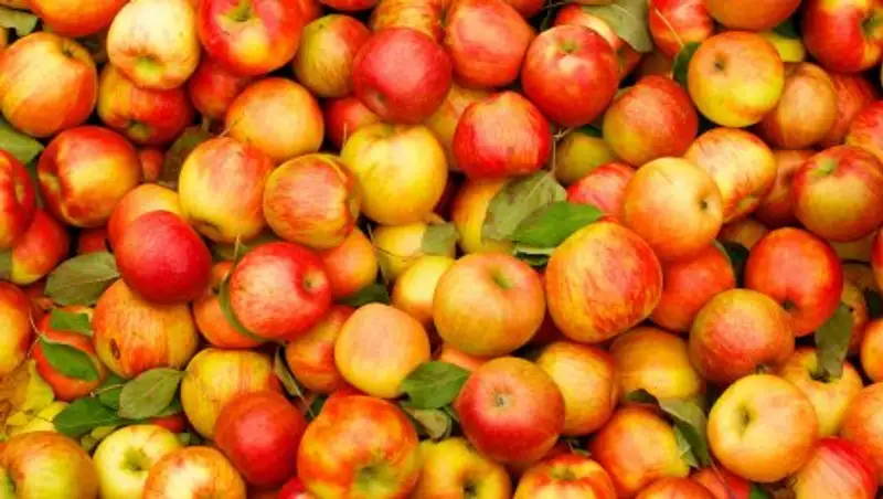 Следовавшие из Казахстана грузовики с польскими яблоками задержаны в РФ