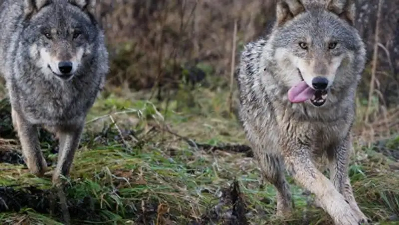 Охотников Атырауской области незаконно заставляли платить за отстрел волков и шакалов