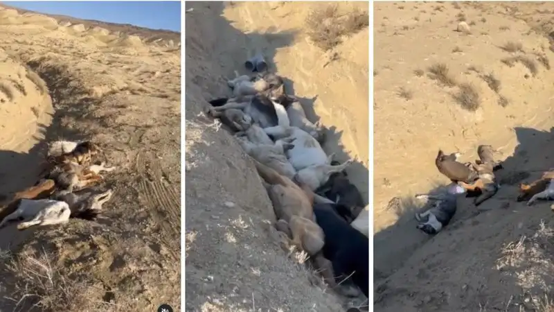 Около Актау найдена яма, забитая собачьими трупами