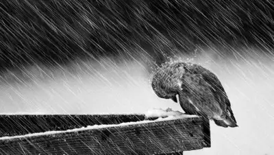 w-dog.ru, фото - Новости Zakon.kz от 21.11.2018 16:07