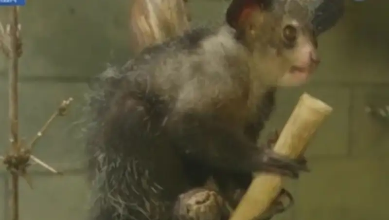 В зоопарке Сан-Диего появился на свет детеныш руконожки