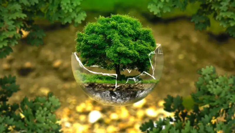 За вырубку краснокнижных деревьев подрядчика наказали штрафом