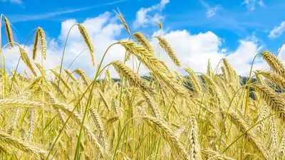 "Казахстанцы без хлеба не останутся": глава кабмина об уборке урожая 2023 года
