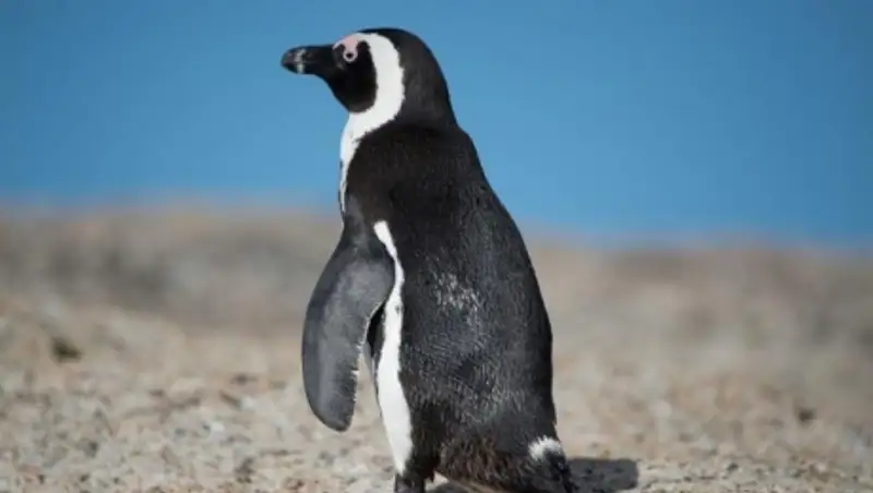 В Тбилиси обнаружили третьего пингвина под завалом в вольере хищников