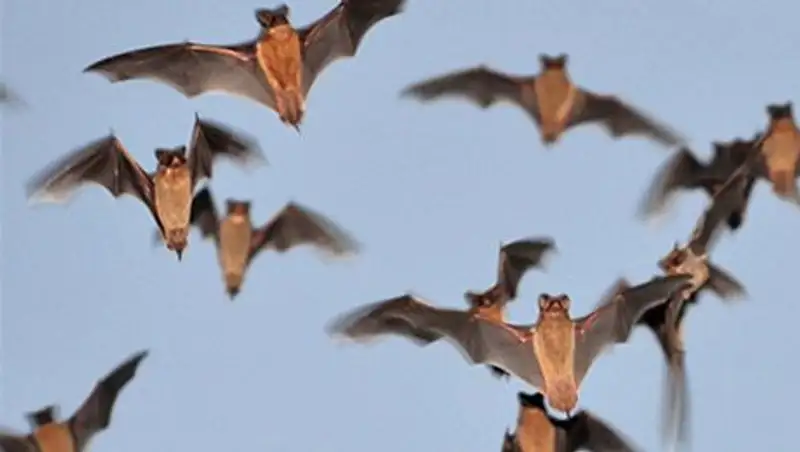 Дом жительницы Дании атаковали более 200 летучих мышей