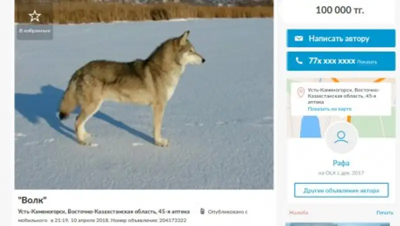 Житель Усть-Каменгорска продавал волчицу на цепи