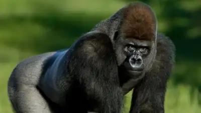 Zakon.kz, фото - Новости Zakon.kz от 09.07.2016 07:10