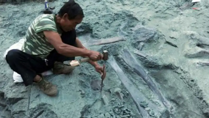 В Китае нашли останки беременного родственника динозавра