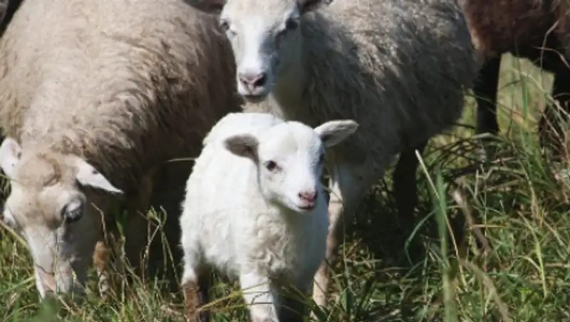 Исландское телевидение сутки транслировало рождение ягненка