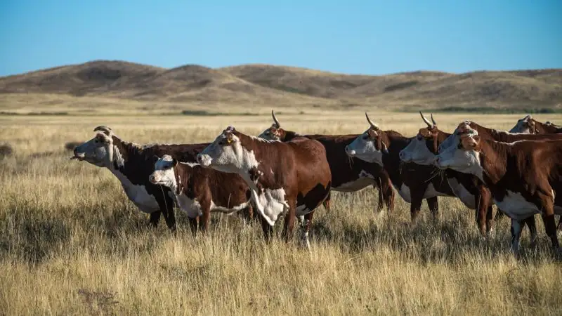 Что происходит в селе Жамбылской области, где нашли сибирскую язву