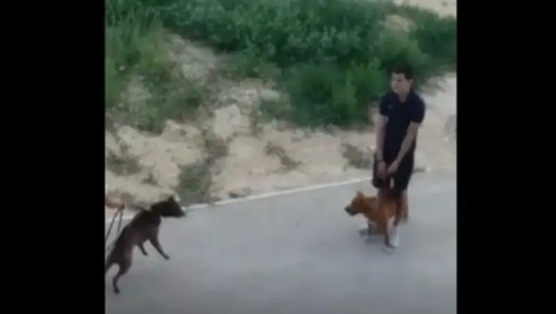 В Актау бойцовских собак стравливают на глазах у детей