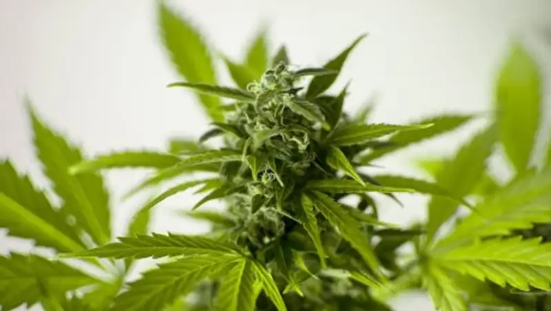 В коттедже для вечеринок в Алматы изъяли героин, марихуану и MDMA