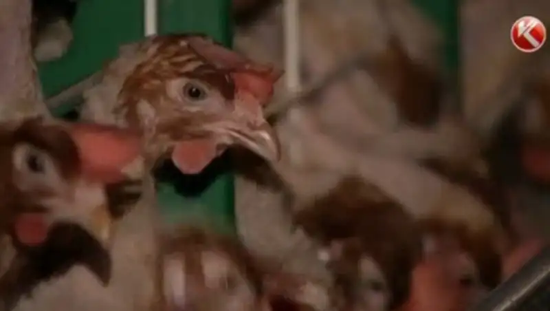 Оштрафованные на десятки миллионов птицефабрики на грани разорения