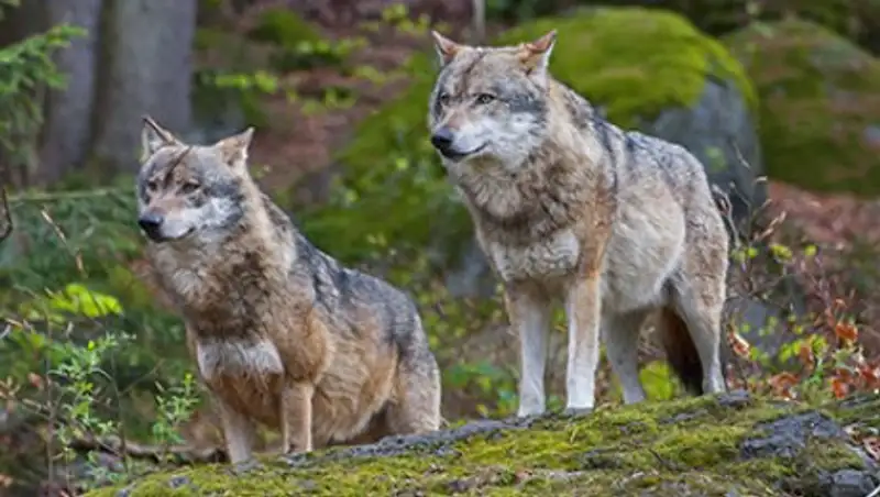 В США остался только серый волк