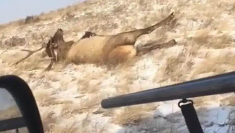 Нашумевший ролик с убийством оленя расследует Минсельхоз