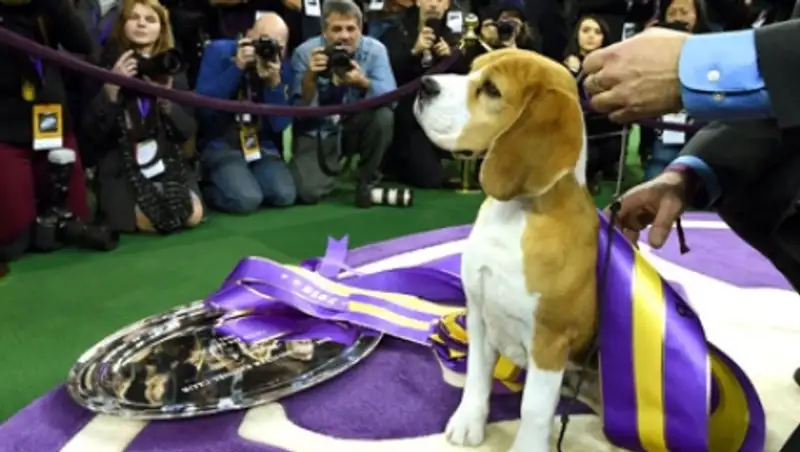 Лучшей собакой Америки признали пса породы бигль
