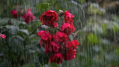 pixabay.com, фото - Новости Zakon.kz от 23.06.2021 13:18