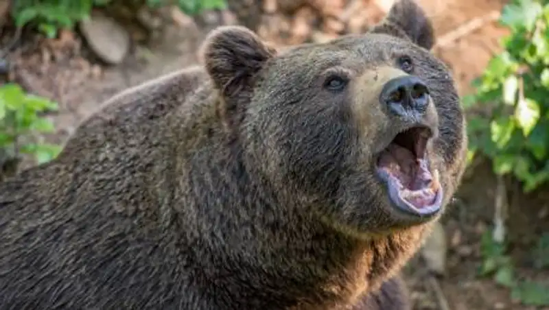 Тюменский боксер пришел в себя и рассказал о нападении медведя