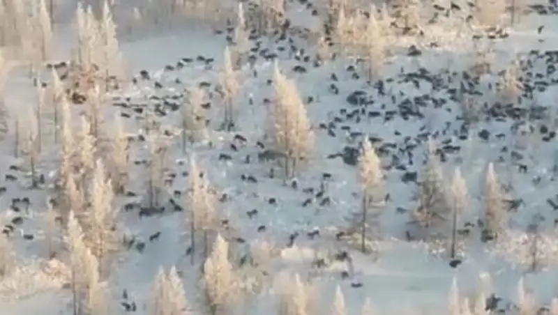 Видео о волках, двигающих в Казахстан из РФ, - недостоверное