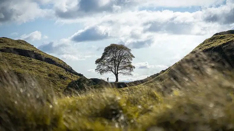 "Дерево Робин Гуда" спилили в Великобритании