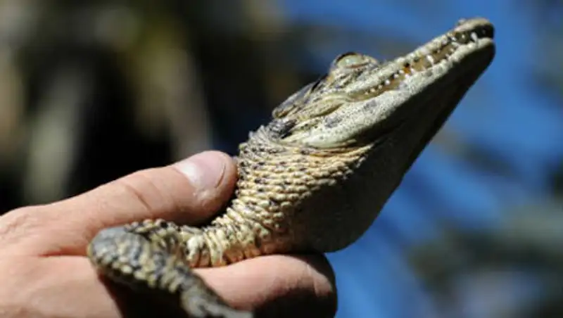 Немецкий зоопарк заставили переименовать крокодила Фиделя, фото - Новости Zakon.kz от 14.11.2013 16:06
