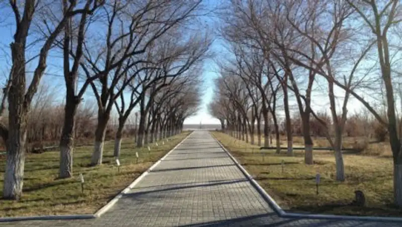 На Байконуре погибает дерево, посаженное Гагариным