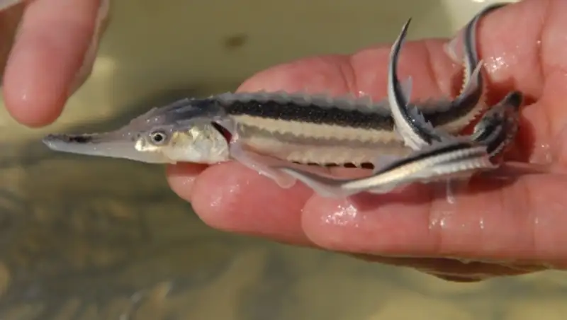 В р. Урал выпущено почти 2 млн. молоди осётра