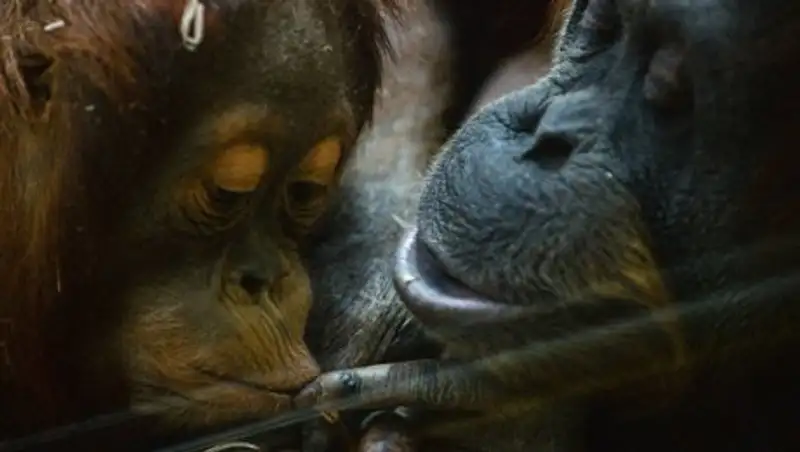 Индонезийские живодеры убили орангутана, выстрелив в него 130 раз