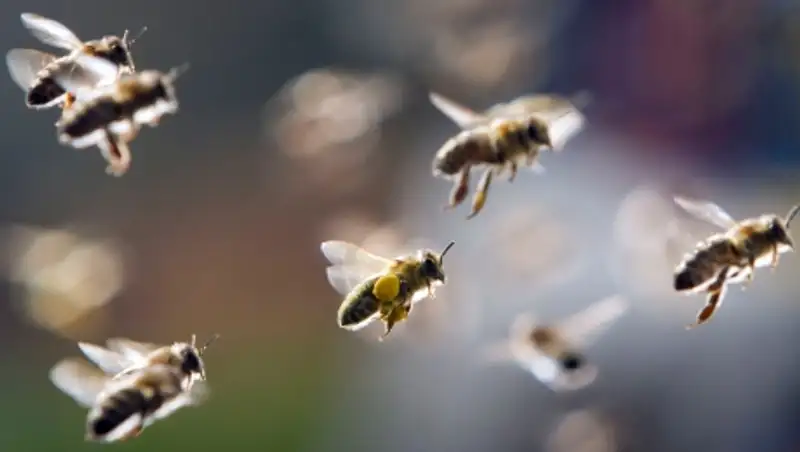 Рой диких пчел атаковал маршрутку в ЮАР