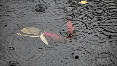 Zakon.kz, фото - Новости Zakon.kz от 13.10.2015 12:57