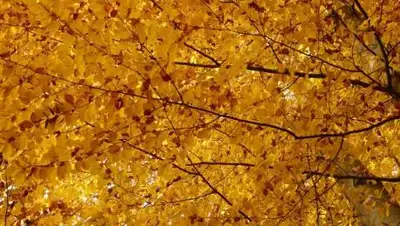 pxhere.com, фото - Новости Zakon.kz от 30.09.2021 17:30