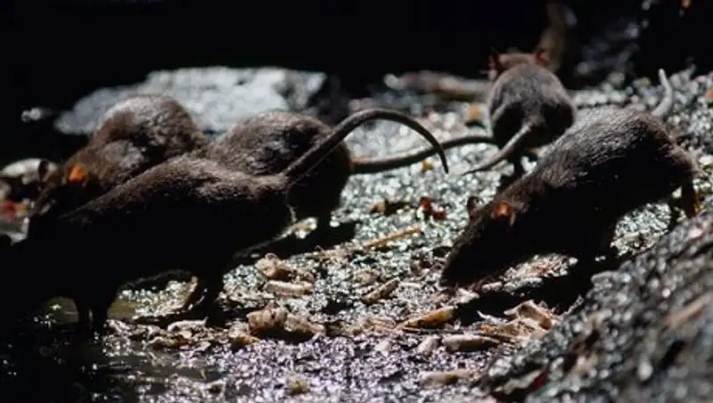 Нью-Йорк заполонили миллионы крыс