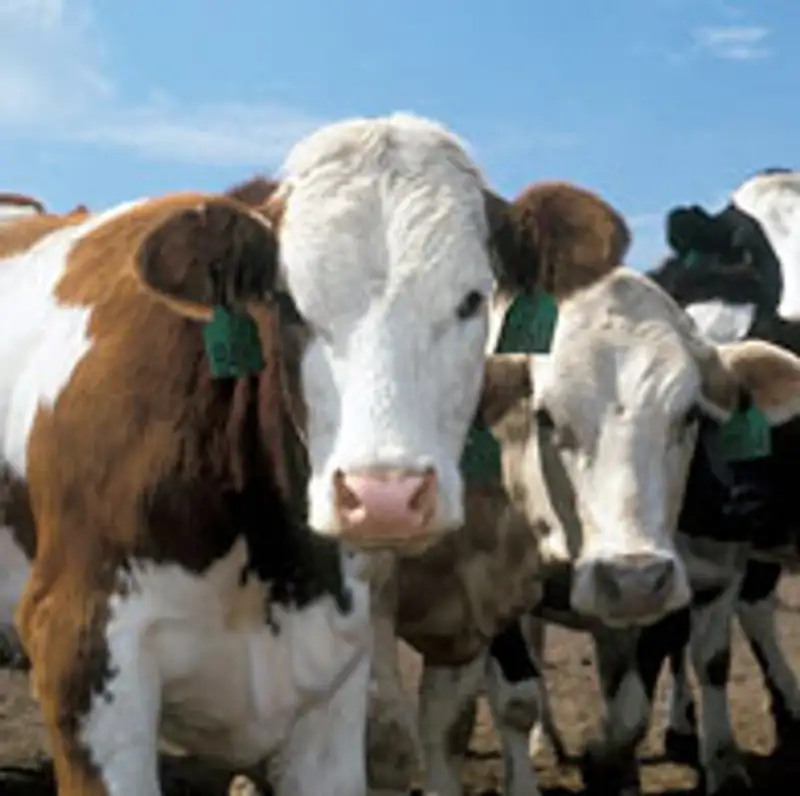 В ВКО из-за ящура уничтожили более 2,5 тысяч голов скота, фото - Новости Zakon.kz от 05.01.2012 16:45