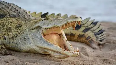 pixabay.com, фото - Новости Zakon.kz от 06.03.2021 16:51